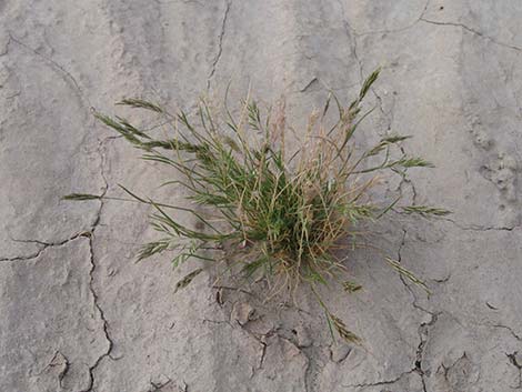 Common Mediterranean Grass (Schismus barbatus)