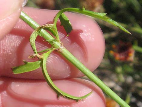 San Felipe Dogweed (Adenophyllum porophylloides)