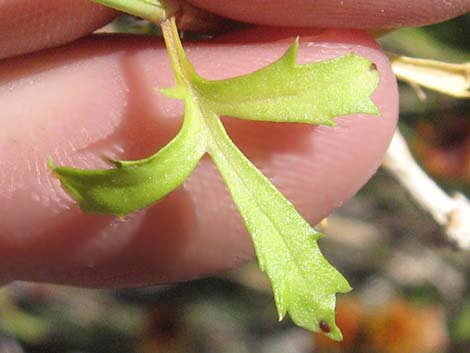San Felipe Dogweed (Adenophyllum porophylloides)