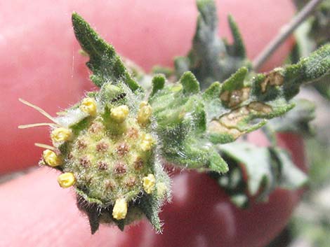 Woolly Fruit Burr Ragweed (Ambrosia eriocentra)