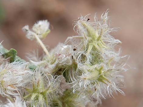 Woolly Fruit Burr Ragweed (Ambrosia eriocentra)