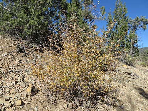 Utah Serviceberry (Amelanchier utahensis)