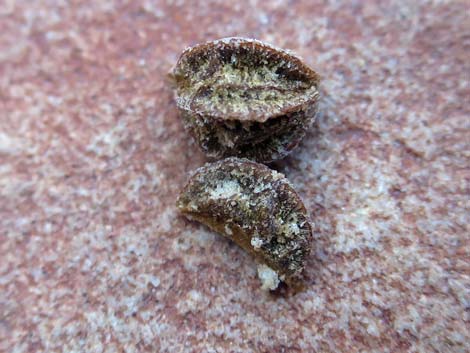 Pointleaf Manzanita (Arctostaphylos pungens)