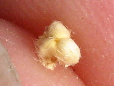 Narrowleaf Silverbush (Argythamnia lanceolata)