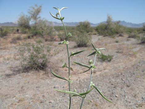 Yuma Silverbush (Argythamnia serrata)