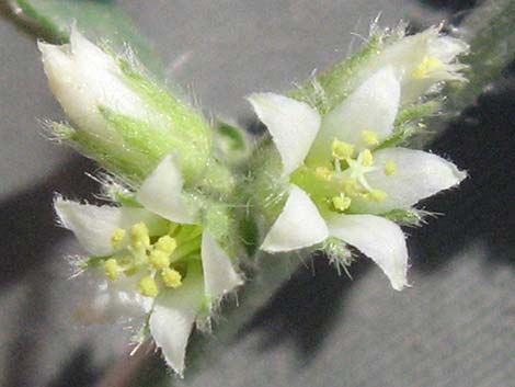 Yuma Silverbush (Argythamnia serrata)