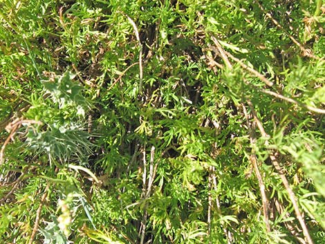 Michaux's Wormwood (Artemisia michauxiana)