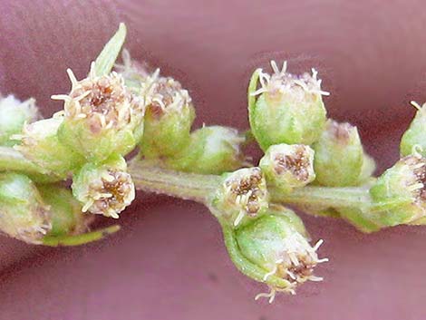 Michaux's Wormwood (Artemisia michauxiana)
