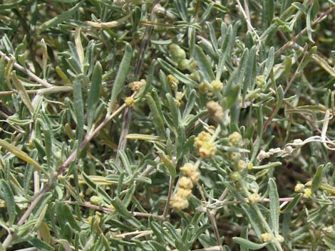 Fourwing Saltbush (Atriplex canescens)