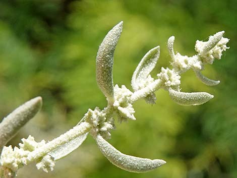 Fourwing Saltbush (Atriplex canescens)