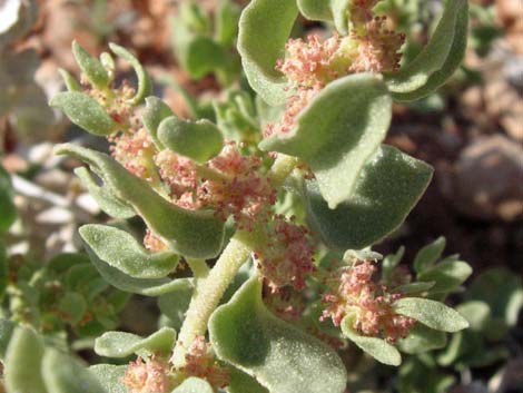 Shadscale Saltbush (Atriplex confertifolia)