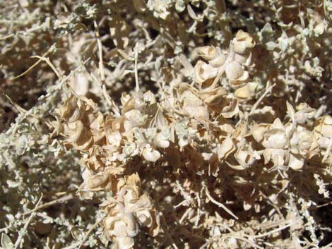 Shadscale Saltbush (Atriplex confertifolia)