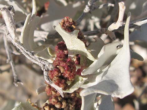 Desert-holly Saltbush (Atriplex hymenelytra)