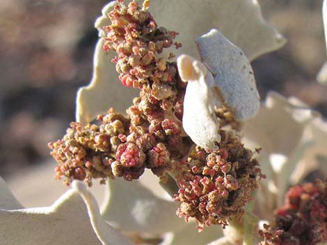 Desert-holly Saltbush (Atriplex hymenelytra)