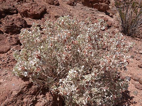 Desert-holly (Atriplex hymenelytra)