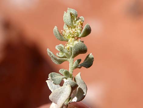 Desert-holly (Atriplex hymenelytra)