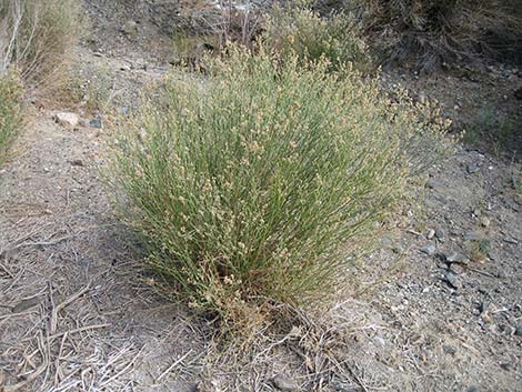 Desert Baccharis (Baccharis sergiloides)