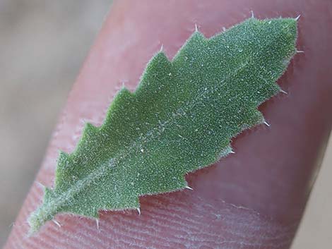 Littleleaf Brickellbush (Brickellia microphylla)