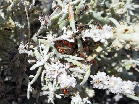 Utah Butterflybush (Buddleja utahensis)