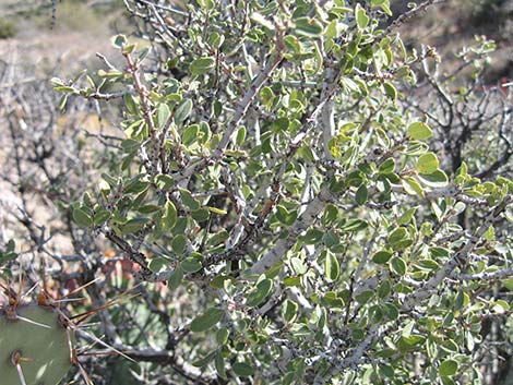 Mojave Ceanothus (Ceanothus greggii var. vestitus)
