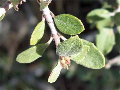 Mojave Ceanothus (Ceanothus greggii var. vestitus)