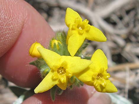 Basin Yellow Cryptantha (Cryptantha confertiflora)