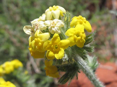Basin Yellow Cryptantha (Cryptantha confertiflora)