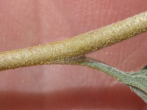 Virgin River Brittlebush (Encelia virginensis)