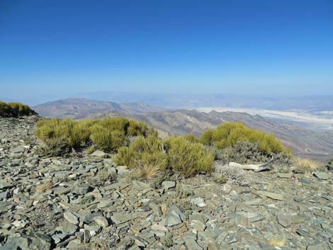 Death Valley Jointfir (Ephedra funerea)