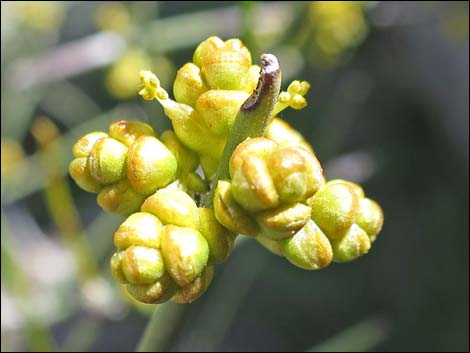 Mormon Tea (Ephedra viridis)
