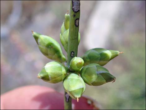 Mormon Tea (Ephedra viridis)