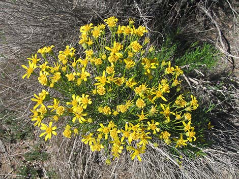 Narrowleaf Goldenbush (Ericameria linearifolia)