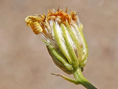 Narrowleaf Goldenbush (Ericameria linearifolia)