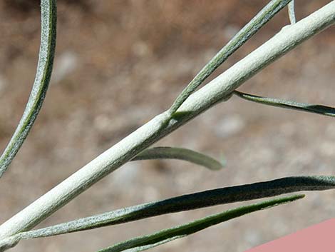 Rubber Rabbitbrush (Ericameria nauseosa)