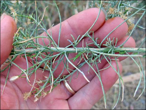 Mojave Rabbitbrush (Ericameria paniculata)