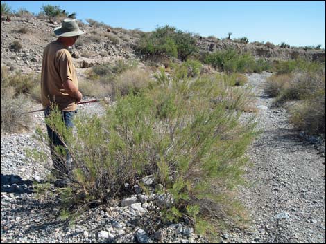 Mojave Rabbitbrush (Ericameria paniculata)