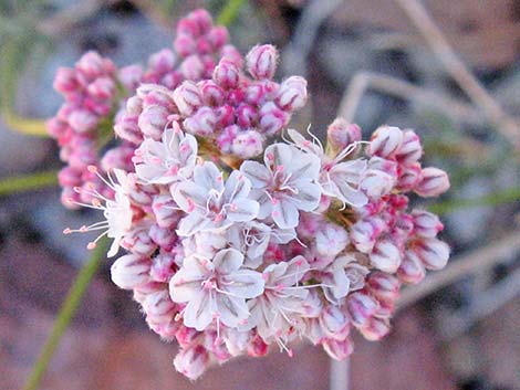 Eastern Mojave Buckwheat (Eriogonum fasciculatum var polifolium)