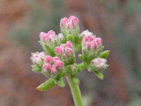 Eastern Mojave Buckwheat (Eriogonum fasciculatum var polifolium)