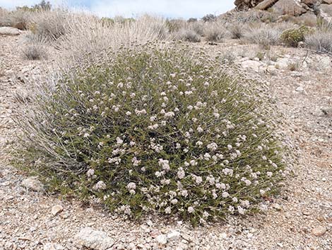 Eastern Mojave Buckwheat (Eriogonum fasciculatum var polifolium