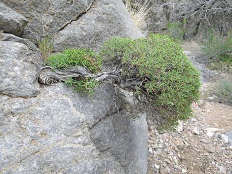 Eriogonum heermannii