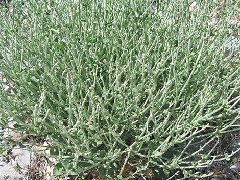 Panamint Mountains Buckwheat (Eriogonum panamintense)