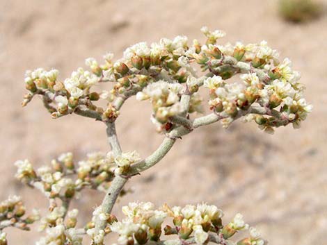 Yucca Buckwheat (Eriogonum plumatella)