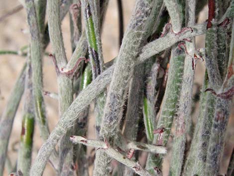 Yucca Buckwheat (Eriogonum plumatella)