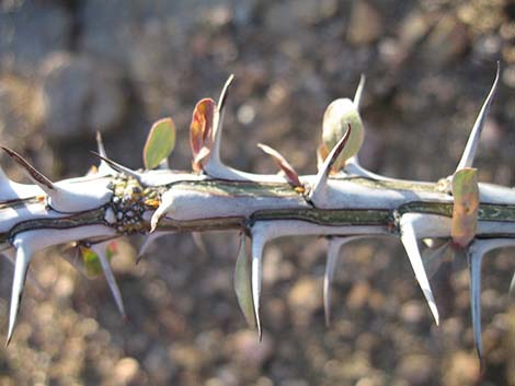 Ocotillo (Fouquieria splendens)