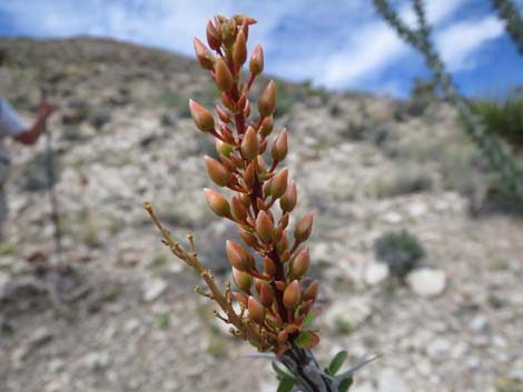 Ocotillo (Fouquieria splendens)