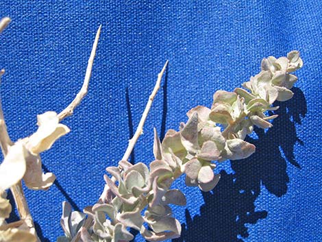 Spiny Hopsage (Grayia spinosa)