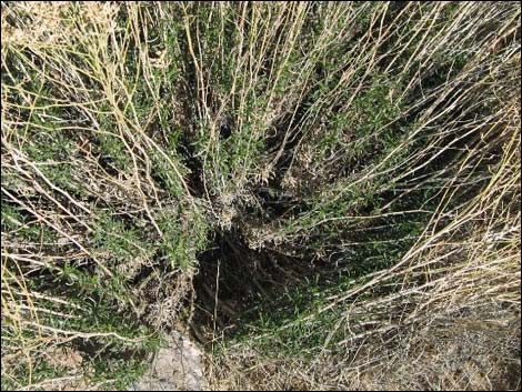 Broom Snakeweed (Gutierrezia sarothrae)