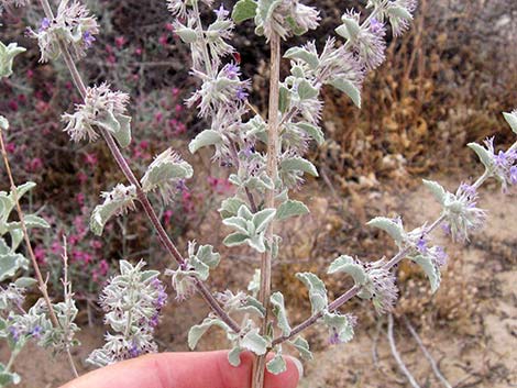 Desert Lavender (Hyptis emoryi)