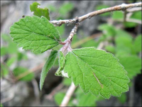Fivepetal Cliffbush (Jamesia americana var. rosea)