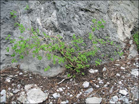 Fivepetal Cliffbush (Jamesia americana var. rosea)